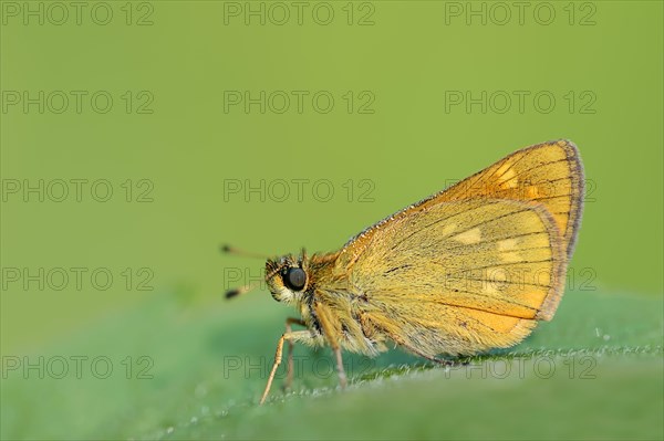 Rusty-coloured Fritillary (Ochlodes sylvanus, Augiades sylvanus), North Rhine-Westphalia, Germany,