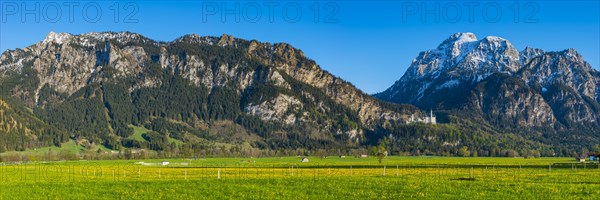 Dandelion (Taraxacum sect. Ruderalia) in spring, meadow near Hopfensee, behind it the Saeuling,