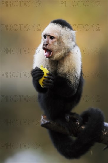 White-shouldered capuchin monkey or white-headed capuchin (Cebus capucinus), feeding, captive,