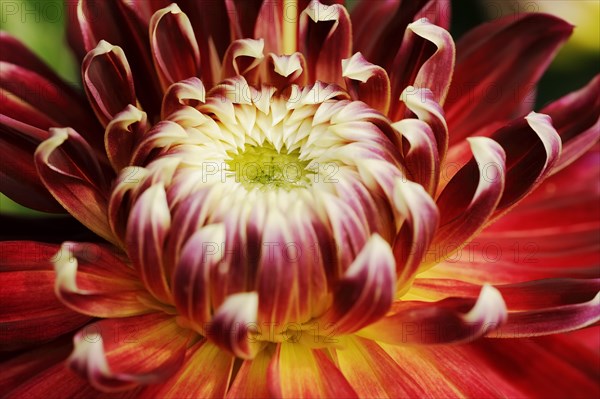 Dahlia 'Akita' (Dahlia Hybride), detail of flower, ornamental plant, North Rhine-Westphalia,