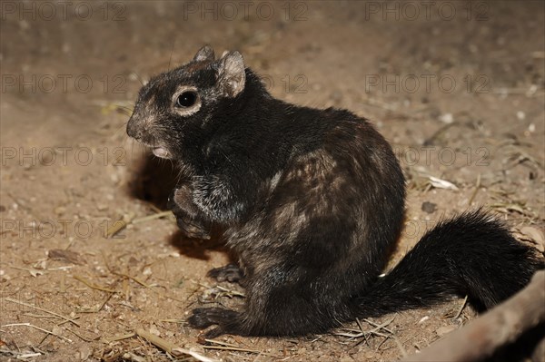 Rock gopher (Otospermophilus variegatus, Spermophilus variegatus), captive, occurrence in North