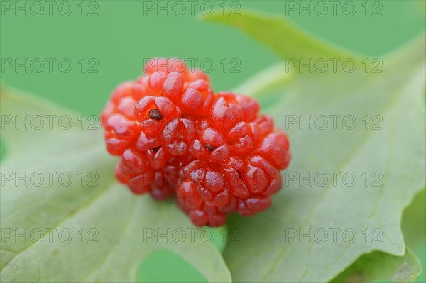 Strawberry spinach (Chenopodium foliosum, Blitum virgatum), fruit, vegetable and ornamental plant,