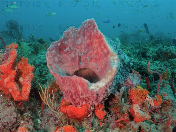 Giant barrel sponge (Xestospongia muta), dive site Paul's Reef, reef, Riviera Beach, Florida, USA,