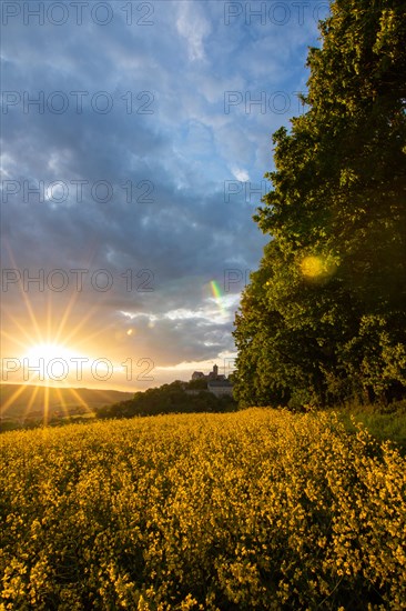 Landscape at sunrise. Beautiful morning landscape with fresh yellow rape fields in spring. Small