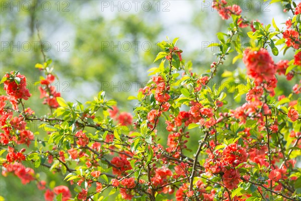 Japanese quince (Chaenomeles speciosa) (syn.: Chaenomeles lagenaria) or tall ornamental quince,