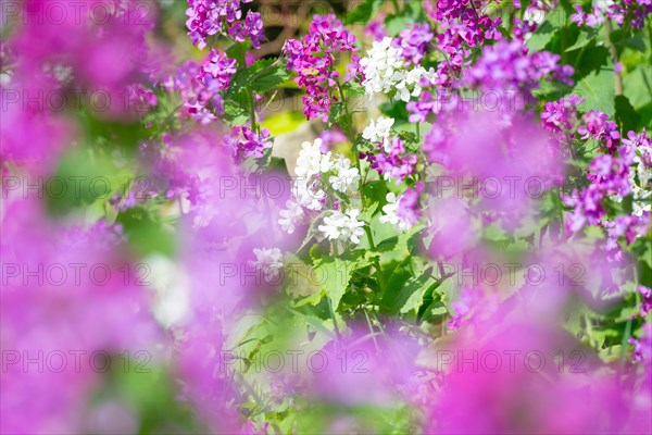 A colourful flower bed with purple, pink and white flower-bed, annual honesty (Lunaria annua) or