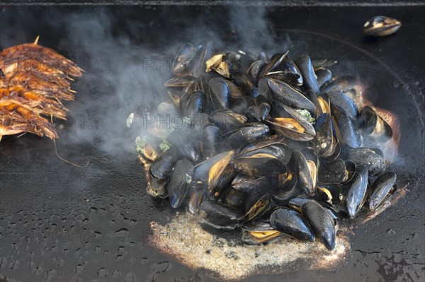 Mytilus (Mytilus edulis) are prepared on a gas barbecue on a plancha, left: prawns on a skewer,