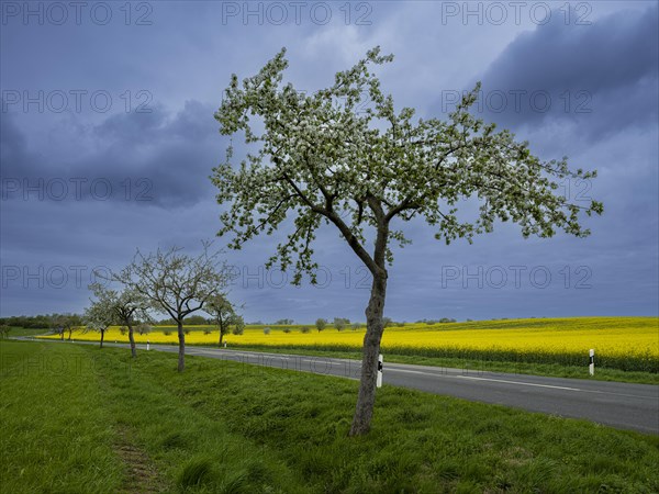 Flowering apple trees along a road, avenue, rape field, field with rape (Brassica napus),