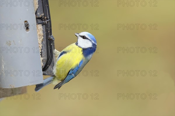 Blue tit (Parus caeruleus), sitting at a feeder with fat balls in the garden, Wilnsdorf, North