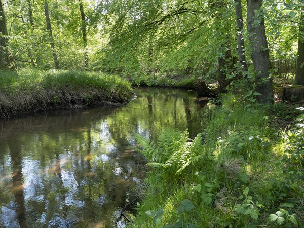 Stream and floodplain of the Dalke with alder forest in spring, Guetersloh, North Rhine-Westphalia,