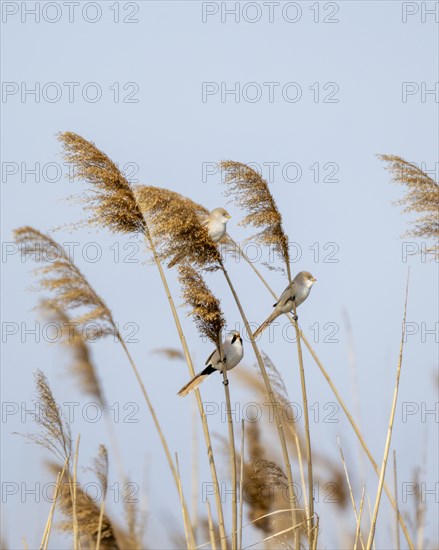 Bearded reedlings (Panurus biarmicus), sitting in the reeds, Neusiedler See-Seewinkel National