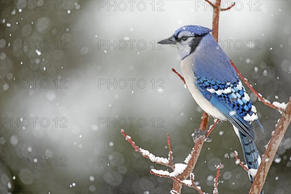 Gray jay (Cyanocitta cristata) perched on a tree during a snowfall, City of Saint-Mathieu-du-Parc,