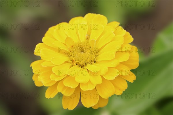 Zinnia (Zinnia elegans, Zinnia violacea), flower, ornamental plant, North Rhine-Westphalia,