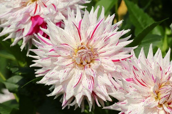 Dahlia 'Micks Peppermint' (Dahlia Hybride), flower, ornamental plant, North Rhine-Westphalia,