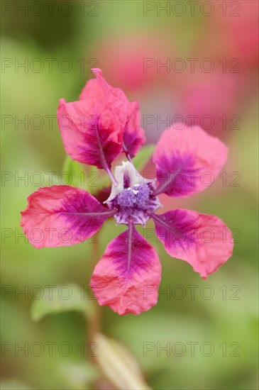 Cuphea 'Vienco Burgundy' (Cuphea llavea), flower, ornamental plant, North Rhine-Westphalia,