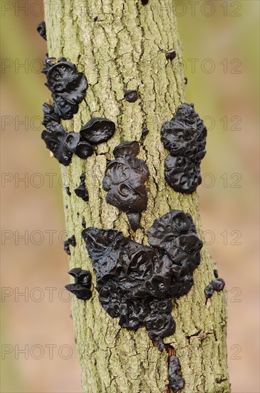 Warty glandular or warty black glandular (Exidia nigricans, Exidia plana), North Rhine-Westphalia,