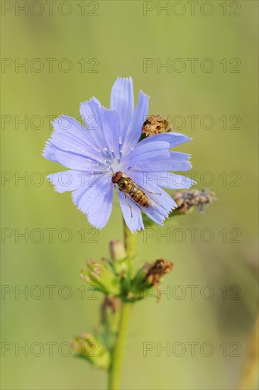 Common chicory (Cichorium intybus), flower and common marmalade hoverfly (Episyrphus balteatus),