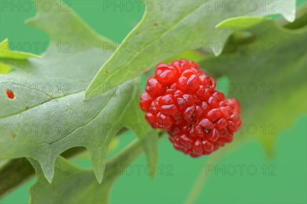 Strawberry spinach (Chenopodium foliosum, Blitum virgatum), fruit, vegetable and ornamental plant,