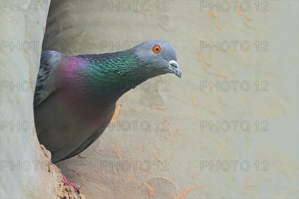 City dove (Columba livia forma domestica) looking out of a nesting hole in a plane tree,