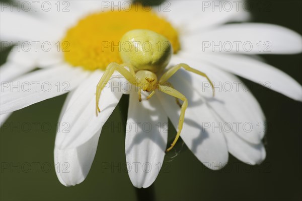 Goldenrod crab spider (Misumena vatia), female on the flower of a daisy (Leucanthemum vulgare,