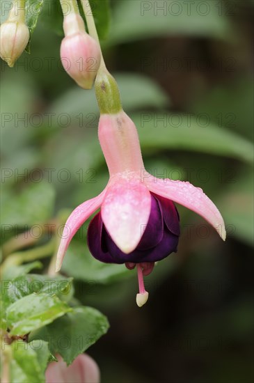 Fuchsia 'Rose of Castille' (Fuchsia hybride), flowers, ornamental plant, North Rhine-Westphalia,