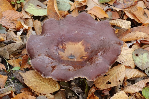 Chestnut-brown stem porling or black-red porling (Picipes badius, Polyporus badius), autumn, North