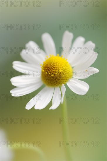 Chamomile (Matricaria recutita, Matricaria chamomilla), flower, medicinal plant, North
