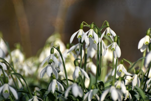 Snowdrops in late winter in the Hunsrueck near Niederwoerresbach, Rhineland-Palatinate, Germany,