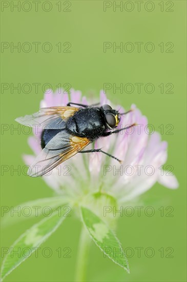 Cattle fly or noonday fly (Mesembrina meridiana) on red clover (Trifolium pratense), North