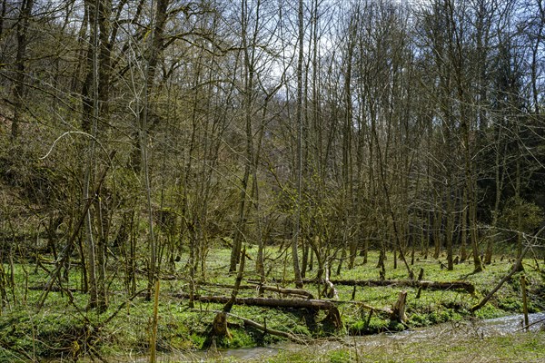 Ancient alluvial forest on the edge of the Grosse Lauter in the Grosse Lautertal near Lauterach,