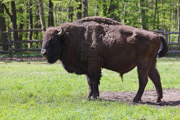Wisent, European bison (Bos bonasus) also bison bull, bull, captive, Germany, Europe