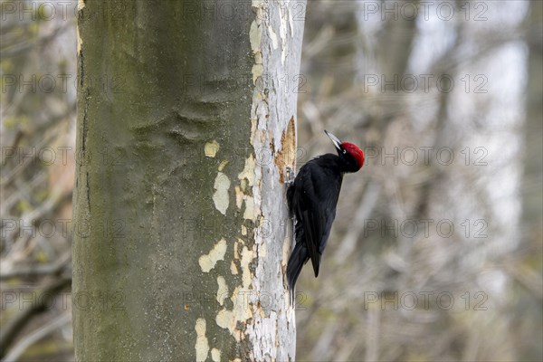 Black woodpecker (Dryocopus martius) at its breeding cavity in a tree, male, Lower Austria,