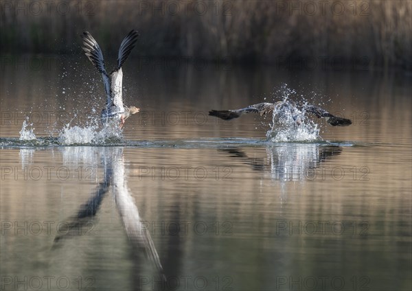Greylag geese (Anser anser), greylag goose chasing away rivals on a pond, Thuringia, Germany,