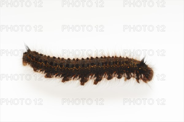 Grass cluck or drinker (Euthrix potatoria), caterpillar on white background, North