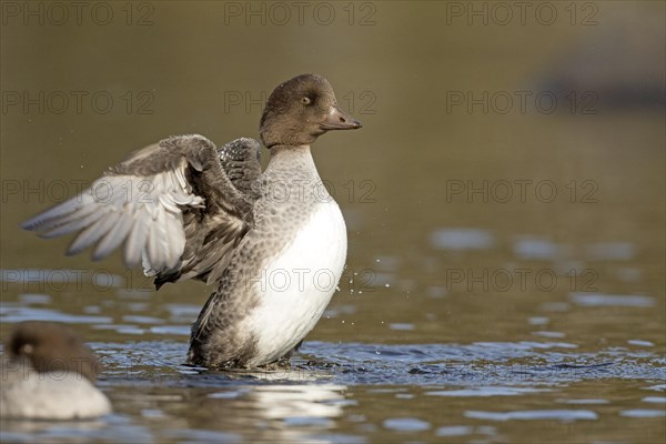 Goldeneye (bucephala clangula), female flapping wings, Gaspesie conservation park, province of