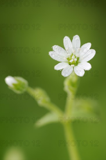 Water chickweed (Stellaria aquatica, Myosoton aquaticum), flower, North Rhine-Westphalia, Germany,