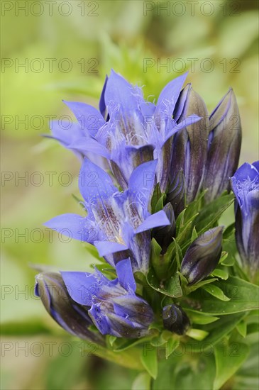 Crested gentian (Gentiana septemfida var. lagodechiana), flowers, garden plant, North