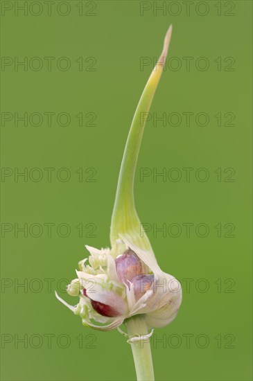 Garlic chives (Allium tuberosum), bulbs, spice plant, medicinal plant, North Rhine-Westphalia,