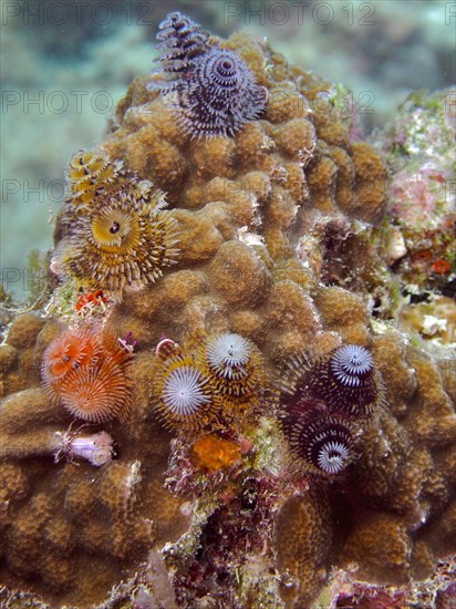 Nodular star coral (Solenastrea hyades), overgrown with Christmas tree worm (Spirobranchus