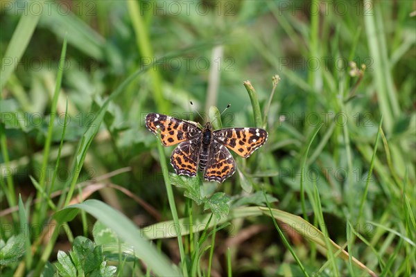 Map butterfly (Araschnia levana), butterfly, spring generation, macro, grass, The land carat sits