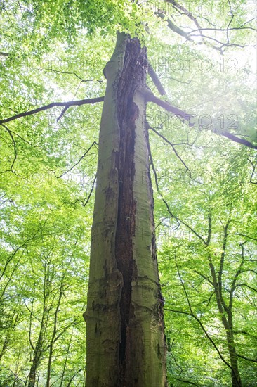 Deadwood structure Gully in deciduous forest, huge damage to standing tree trunk, important habitat
