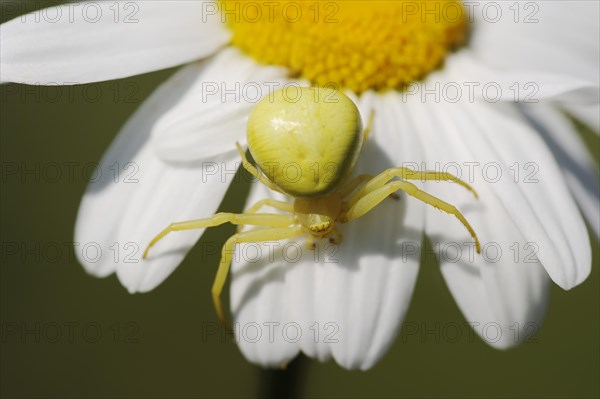Goldenrod crab spider (Misumena vatia), female on the flower of a daisy (Leucanthemum vulgare,