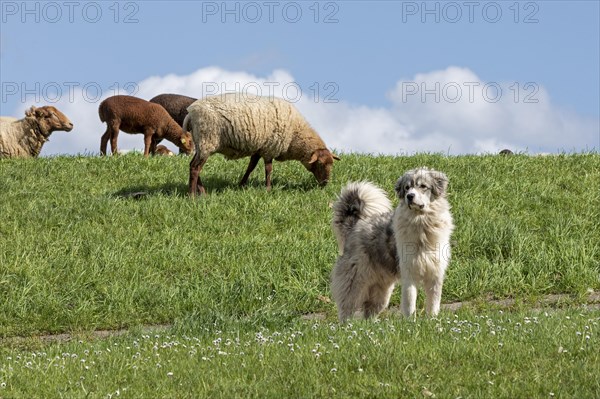 Sheepdog guarding sheep, lambs, shepherd dog, Elbe dyke near Bleckede, Lower Saxony, Germany,