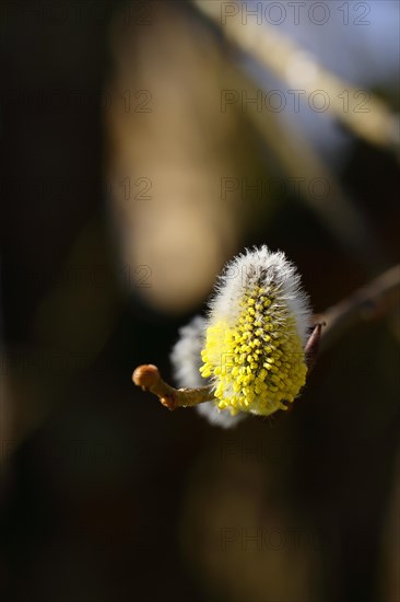Flowering goat willow (Salix caprea), flower catkins with pollen on a branch, close-up, North