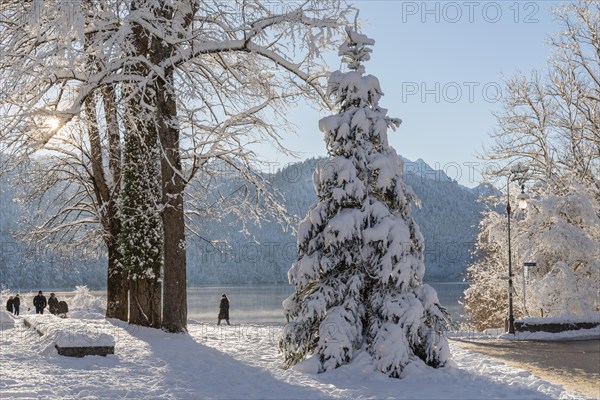 Christmas tree at the Alpsee, Schwangau, Ostallgaeu, Swabia, Bavaria, Germany, Schwangau,