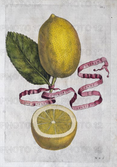 Limon Citratus, citrus fruit, hand-coloured copperplate engraving from Giovanni Baptista Ferrari