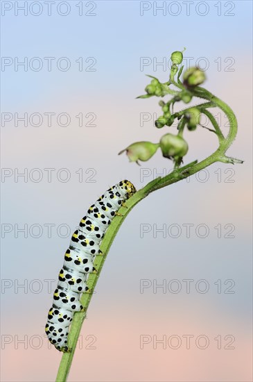 Brown-root monk (Shargacucullia scrophulariae), caterpillar on knotted brown-root or knotted