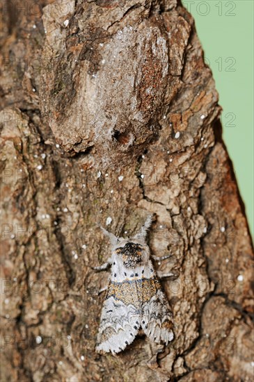Sallow kitten moth (Furcula furcula), freshly hatched butterfly and cocoon, North Rhine-Westphalia,