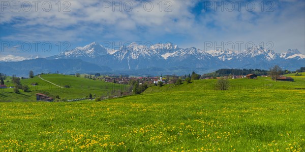 Common dandelion (Taraxacum sect. Ruderalia) in spring, meadow near Rieden am Forggensee,