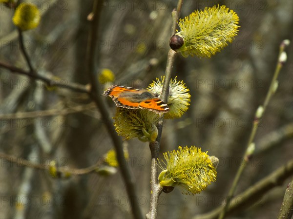 Small fox, Vanessa urticae, flowering willow catkin, Ursental, Tuttlingen, Baden-Wuerttemberg,